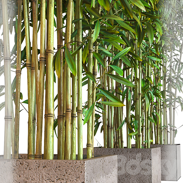 potted bamboo 3DSMax File - thumbnail 3