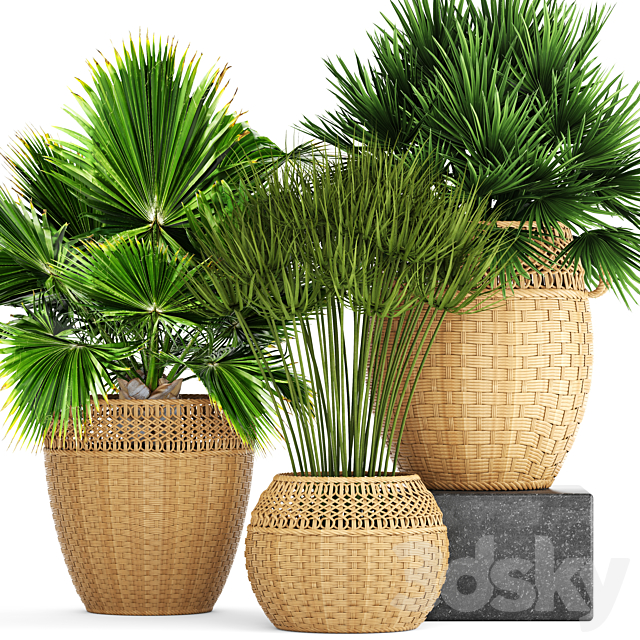 Collection of plants 103. Chamerops. brachea. fan palm. wicker basket. rattan. flower. pot. bush. umbellate 3DSMax File - thumbnail 1