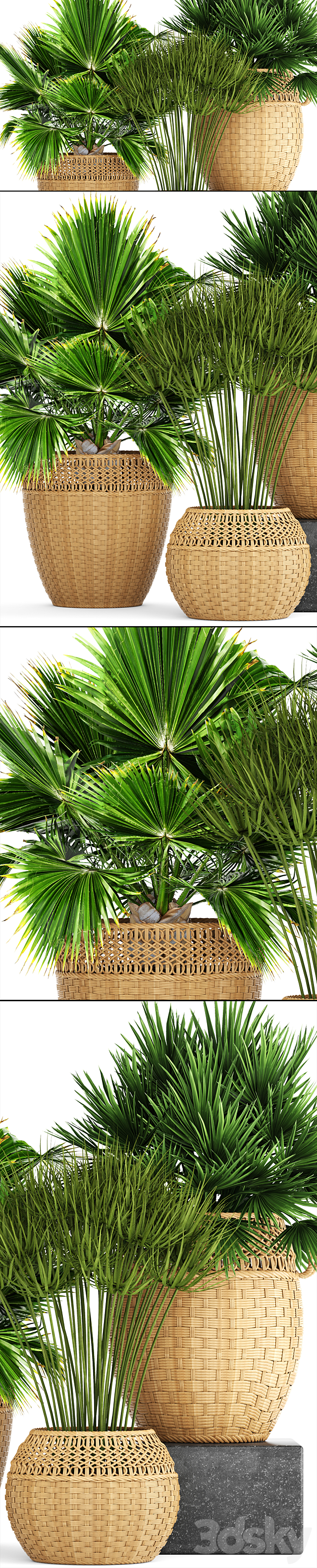 Collection of plants 103. Chamerops. brachea. fan palm. wicker basket. rattan. flower. pot. bush. umbellate 3DSMax File - thumbnail 2