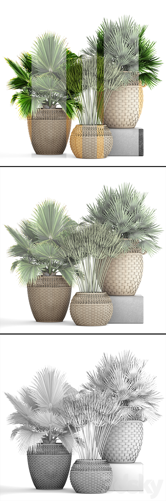 Collection of plants 103. Chamerops. brachea. fan palm. wicker basket. rattan. flower. pot. bush. umbellate 3DSMax File - thumbnail 3
