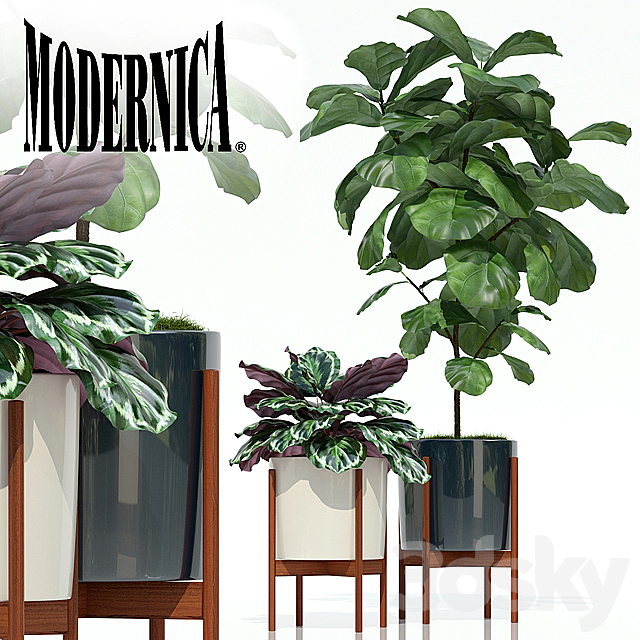 Plants collection 69 Modernica pots 3DSMax File - thumbnail 1