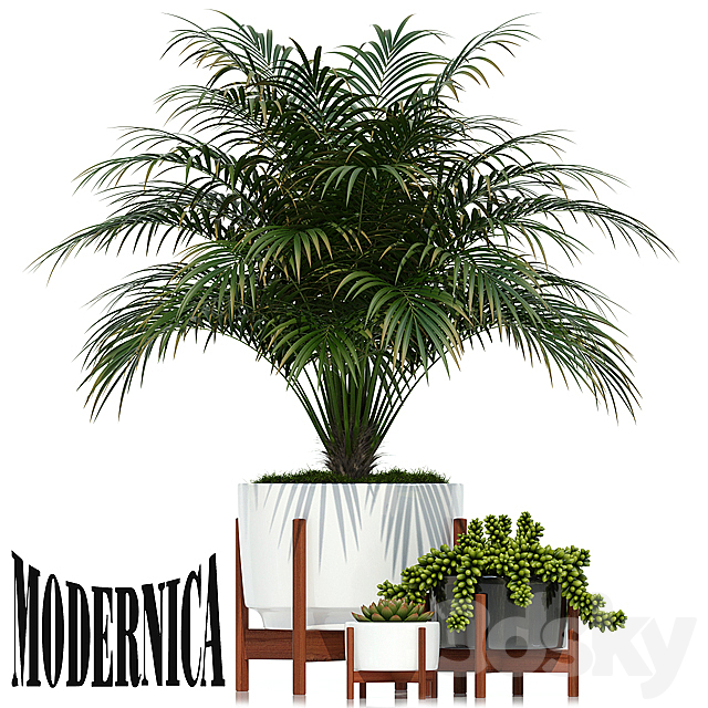 Plants collection 68 Modernica pots 3DSMax File - thumbnail 1