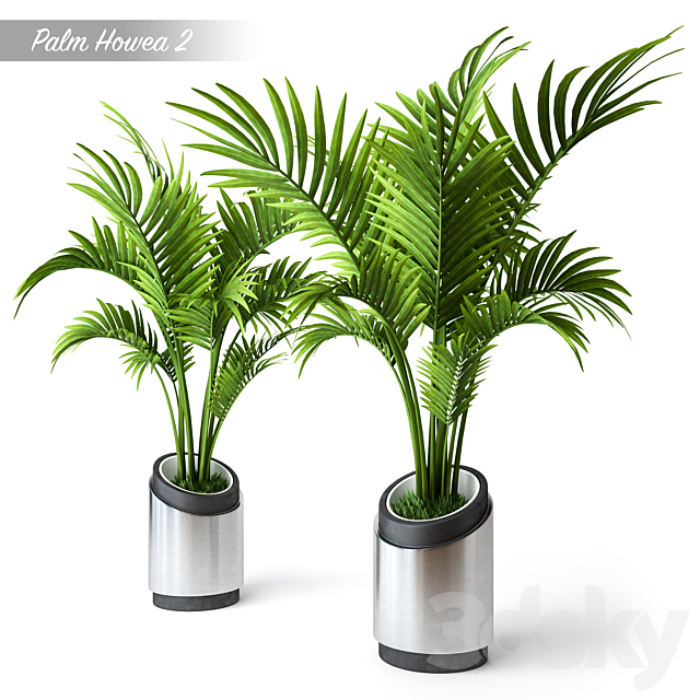 Palm Howea 2 Free Download