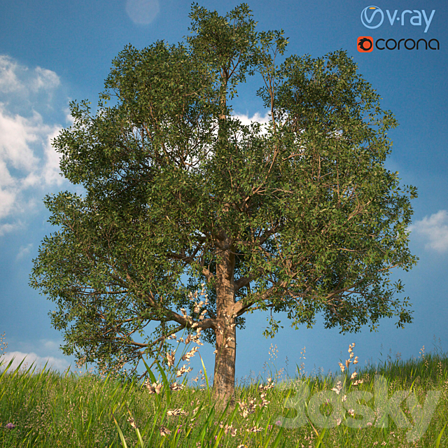 3D model of a tree No. 1 3d