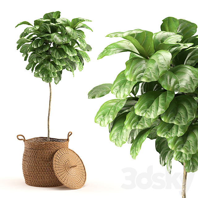 Plant 011 – Ficus Lyrata 3DSMax File - thumbnail 1