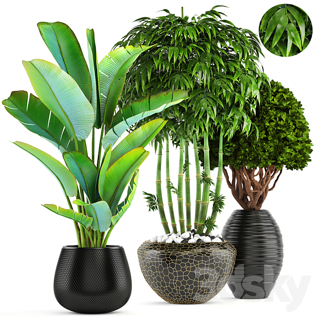 Collection of plants 137. Banana palm. bush. topiary. boxwood. bamboo. strelitzia. ravenala. black pot. flowerpot. strelitzia 3DSMax File - thumbnail 1