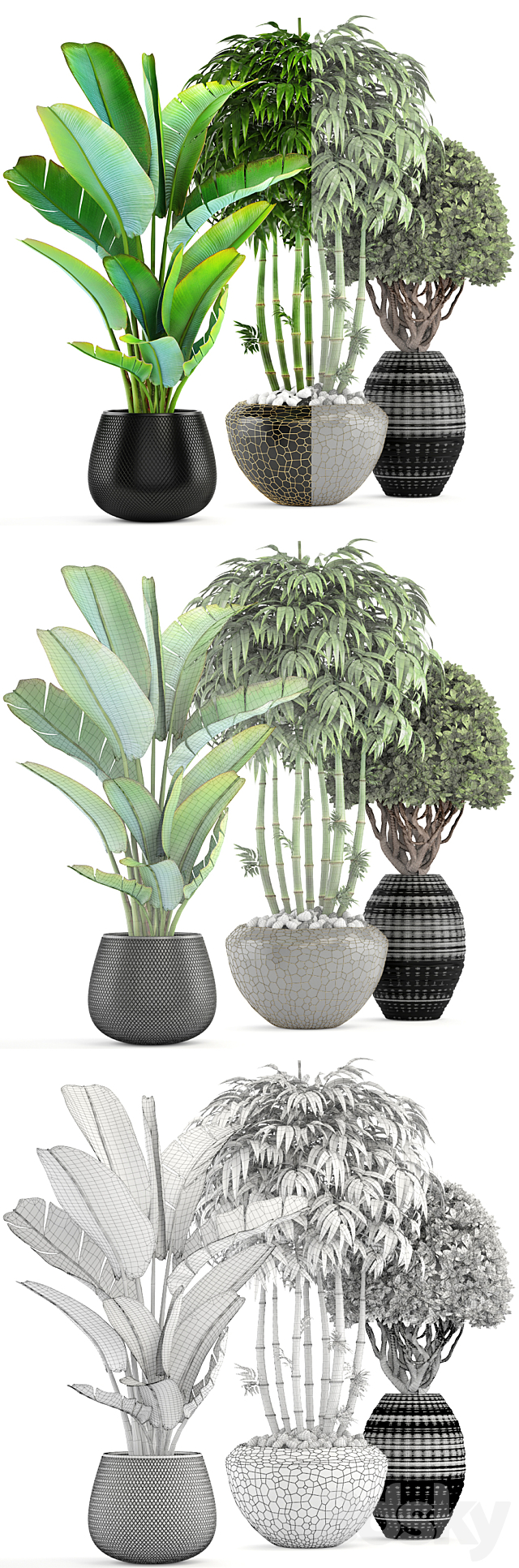 Collection of plants 137. Banana palm. bush. topiary. boxwood. bamboo. strelitzia. ravenala. black pot. flowerpot. strelitzia 3DSMax File - thumbnail 3