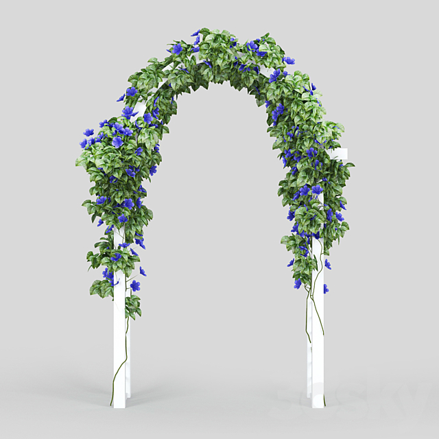 Convolvulus_Arch 3d