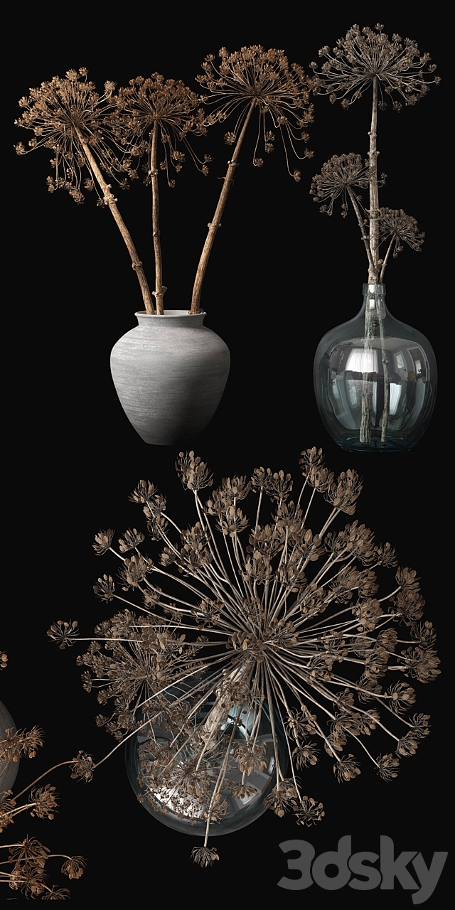 Old heracleum 3d