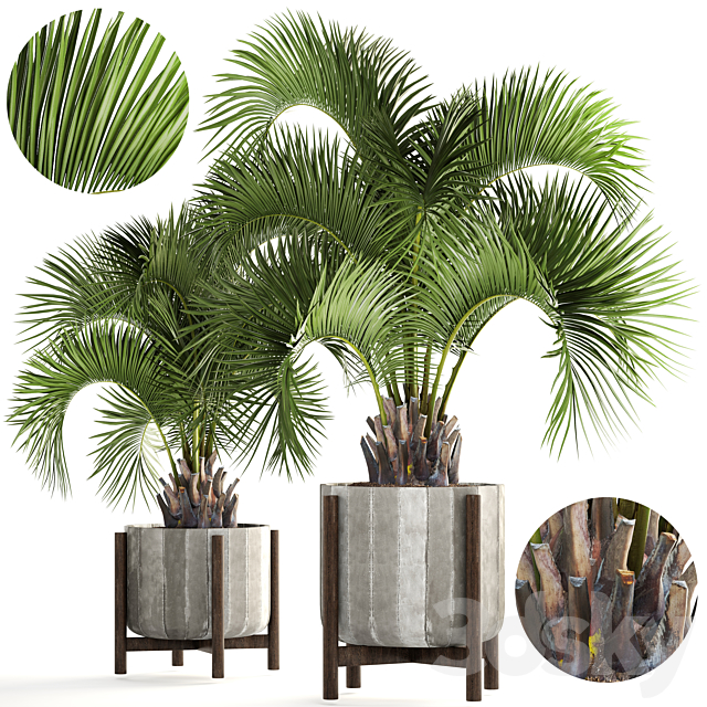 Collection of plants 165. Butia capitata. Butia. palm tree. concrete pot. flowerpot. indoor. interior. decorative. outdoor 3DSMax File - thumbnail 1