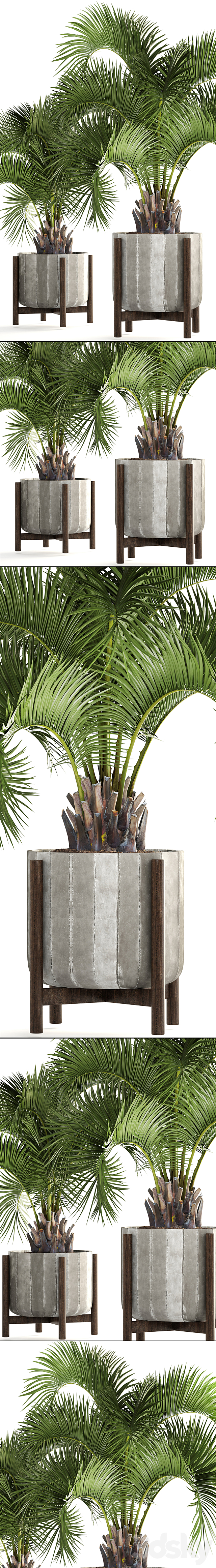 Collection of plants 165. Butia capitata. Butia. palm tree. concrete pot. flowerpot. indoor. interior. decorative. outdoor 3DSMax File - thumbnail 2