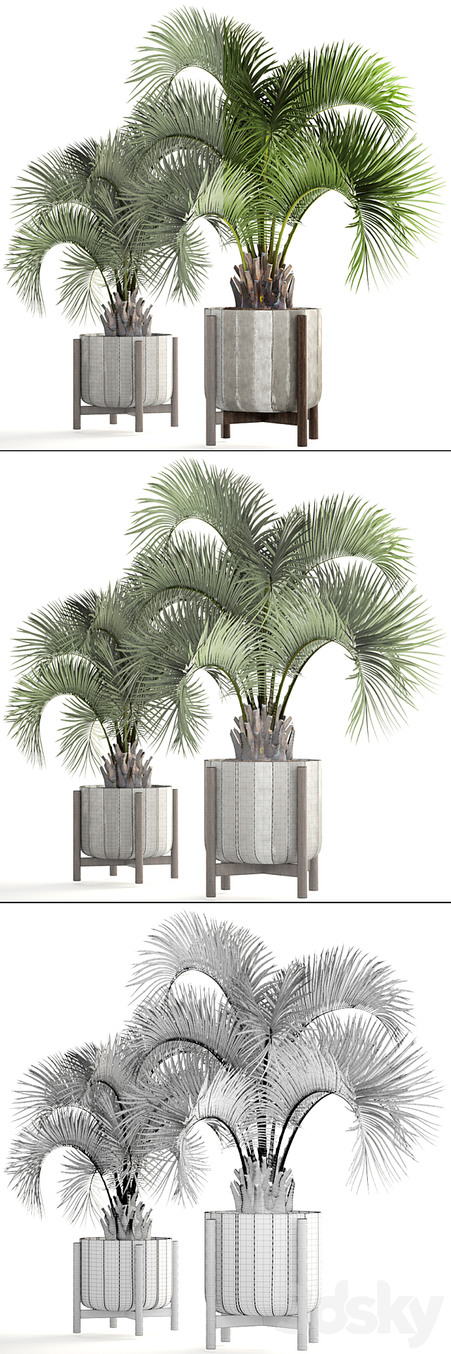 Collection of plants 165. Butia capitata. Butia. palm tree. concrete pot. flowerpot. indoor. interior. decorative. outdoor 3DSMax File - thumbnail 3