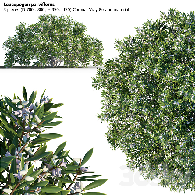 Leucopogon parviflorus. shrub 3DSMax File - thumbnail 1