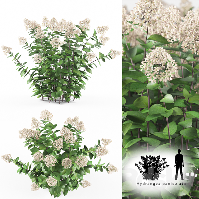 Hortense Hortel | Hydrangea paniculat Free Download