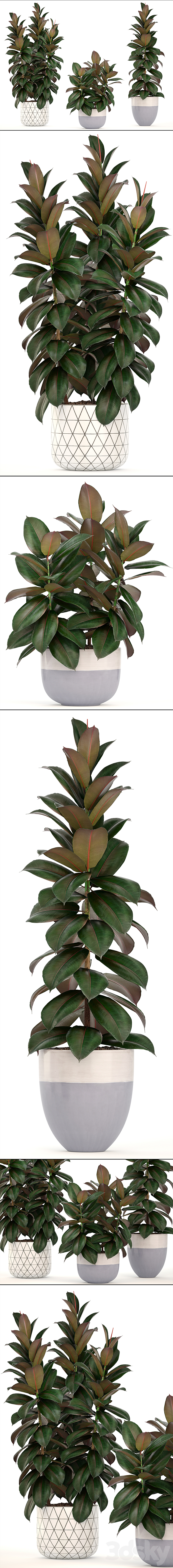 Collection of plants 204. Ficus robusta. tree. bush. interior. indoor plants. pot. flowerpot. Scandinavian style. ficus abidjan 3DSMax File - thumbnail 2