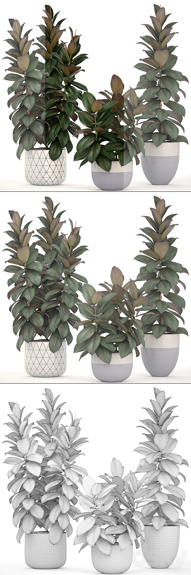 Collection of plants 204. Ficus robusta. tree. bush. interior. indoor plants. pot. flowerpot. Scandinavian style. ficus abidjan 3DSMax File - thumbnail 3