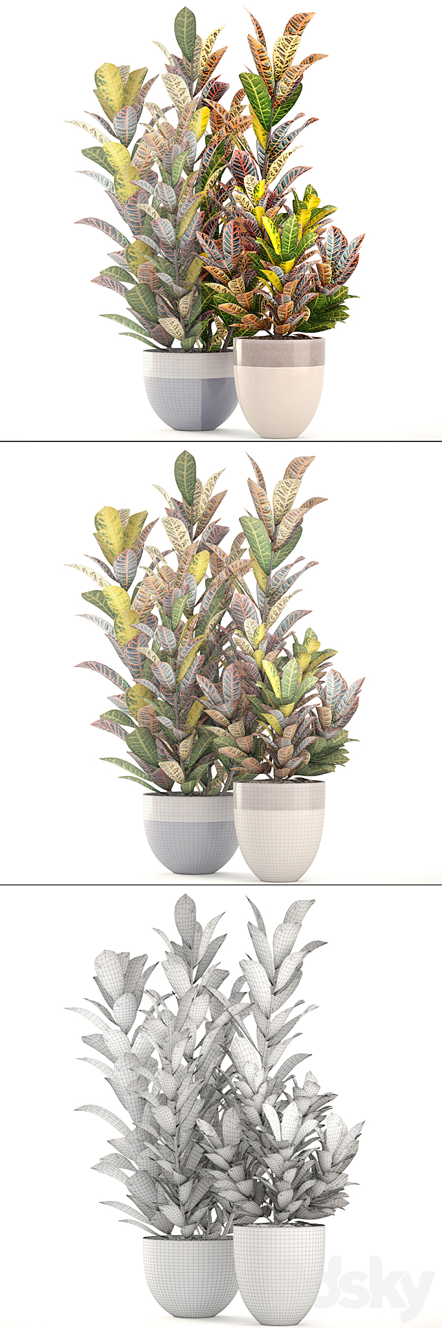 Collection of plants. Croton. Flowerpot. tree. bush. interior. indoor. decorative. exotic plants 3DSMax File - thumbnail 3