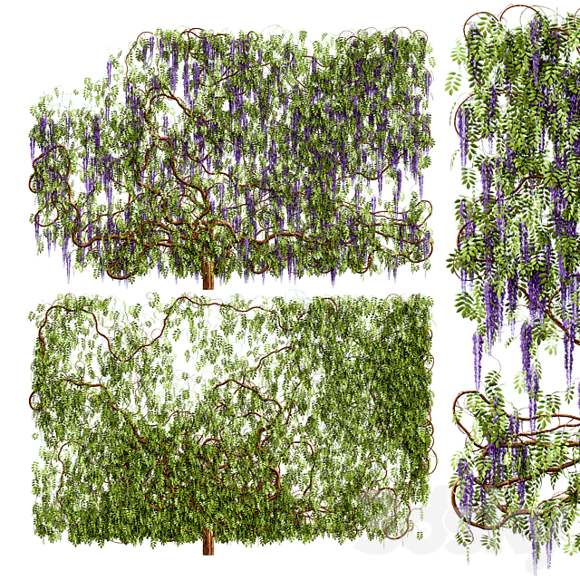 Wisteria. wisteria plant 3DSMax File - thumbnail 1