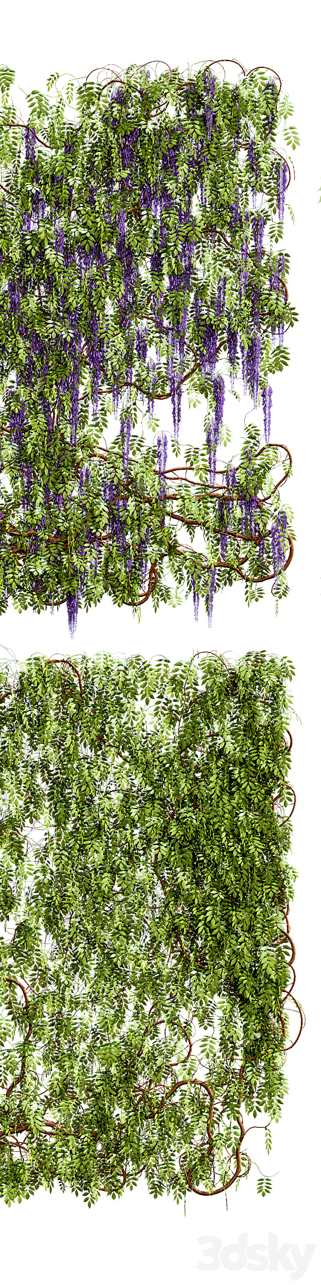 Wisteria. wisteria plant 3DSMax File - thumbnail 2