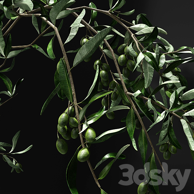 Olive branch in vase 3DSMax File - thumbnail 2
