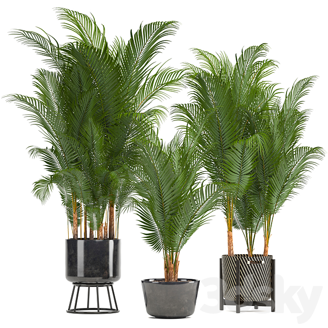 Plant collection 216. Howea forsteriana. palm tree. basket. black pot. indoor plants 3DSMax File - thumbnail 2