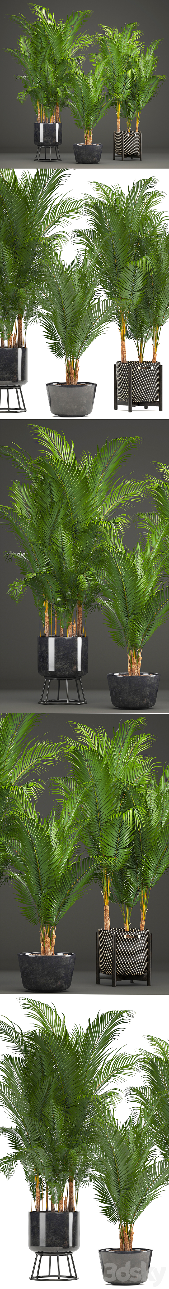 Plant collection 216. Howea forsteriana. palm tree. basket. black pot. indoor plants 3DSMax File - thumbnail 3