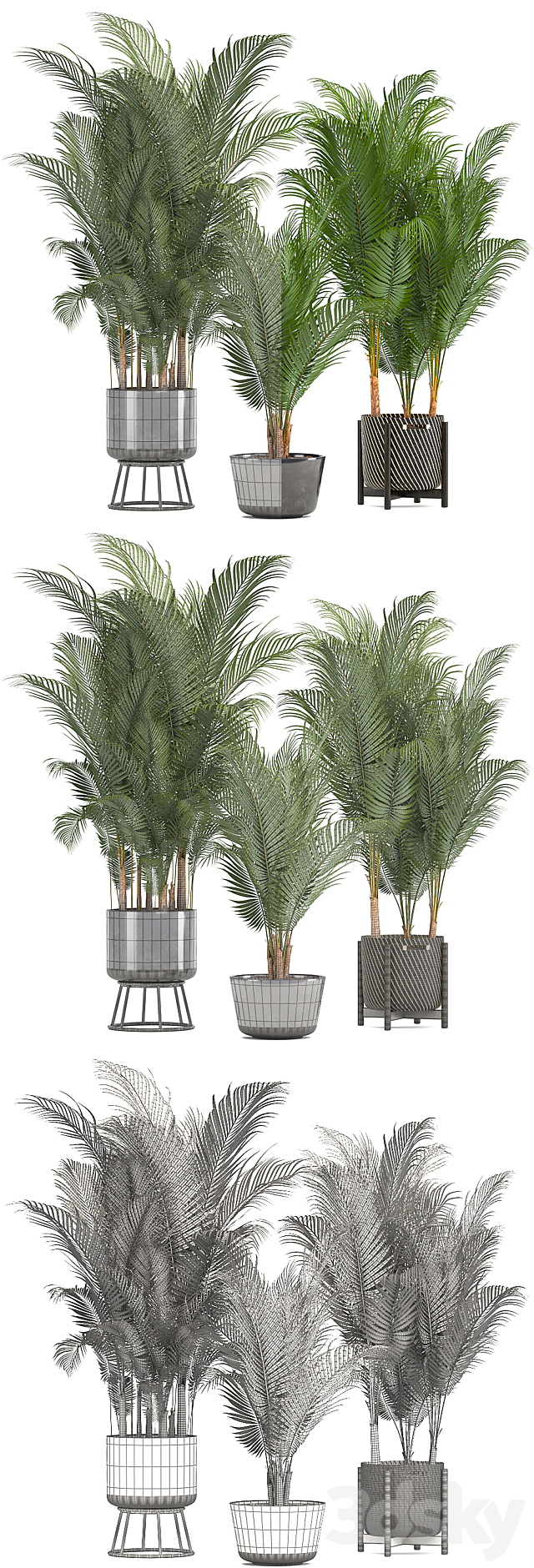 Plant collection 216. Howea forsteriana. palm tree. basket. black pot. indoor plants 3DSMax File - thumbnail 4