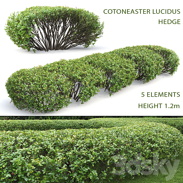 Cotoneaster lucidus hedge # 1 3DSMax File - thumbnail 1
