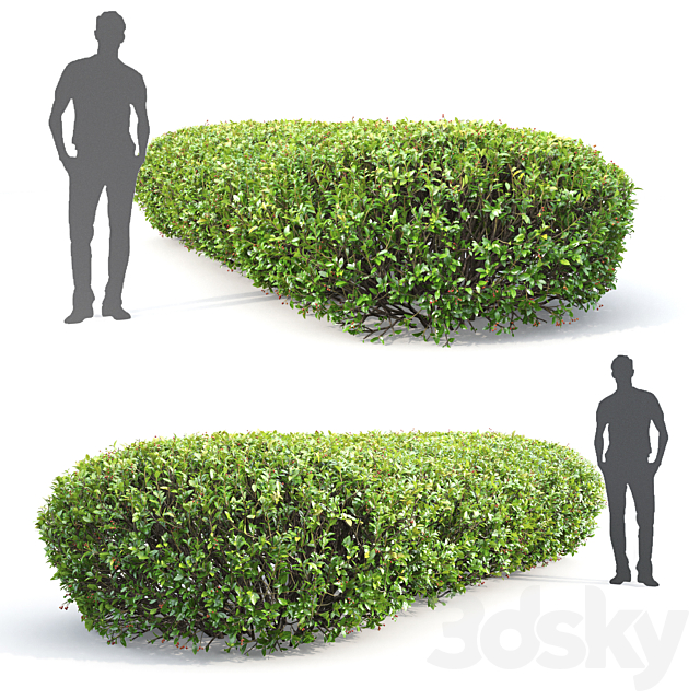 Cotoneaster lucidus hedge # 1 3DSMax File - thumbnail 2