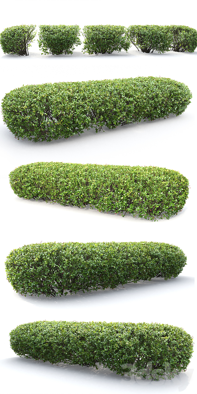 Cotoneaster lucidus hedge # 1 3DSMax File - thumbnail 3