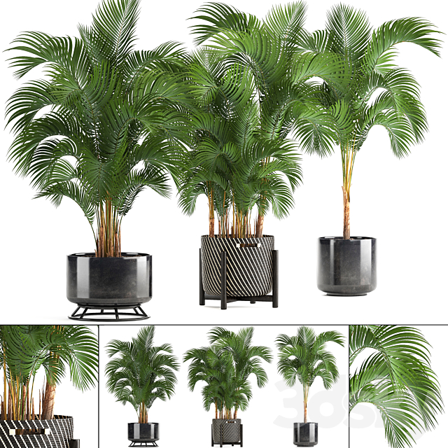 Collection of plants Howea forsteriana 217. Indoor palm. hovea. basket. black flowerpot. bushes. pot 3DSMax File - thumbnail 1