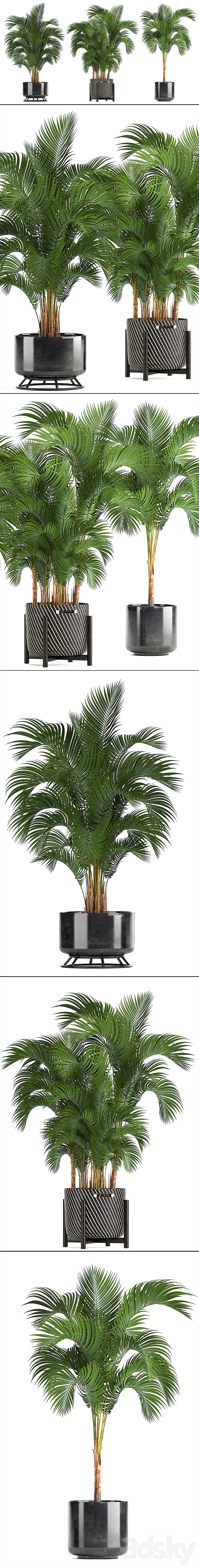 Collection of plants Howea forsteriana 217. Indoor palm. hovea. basket. black flowerpot. bushes. pot 3DSMax File - thumbnail 2