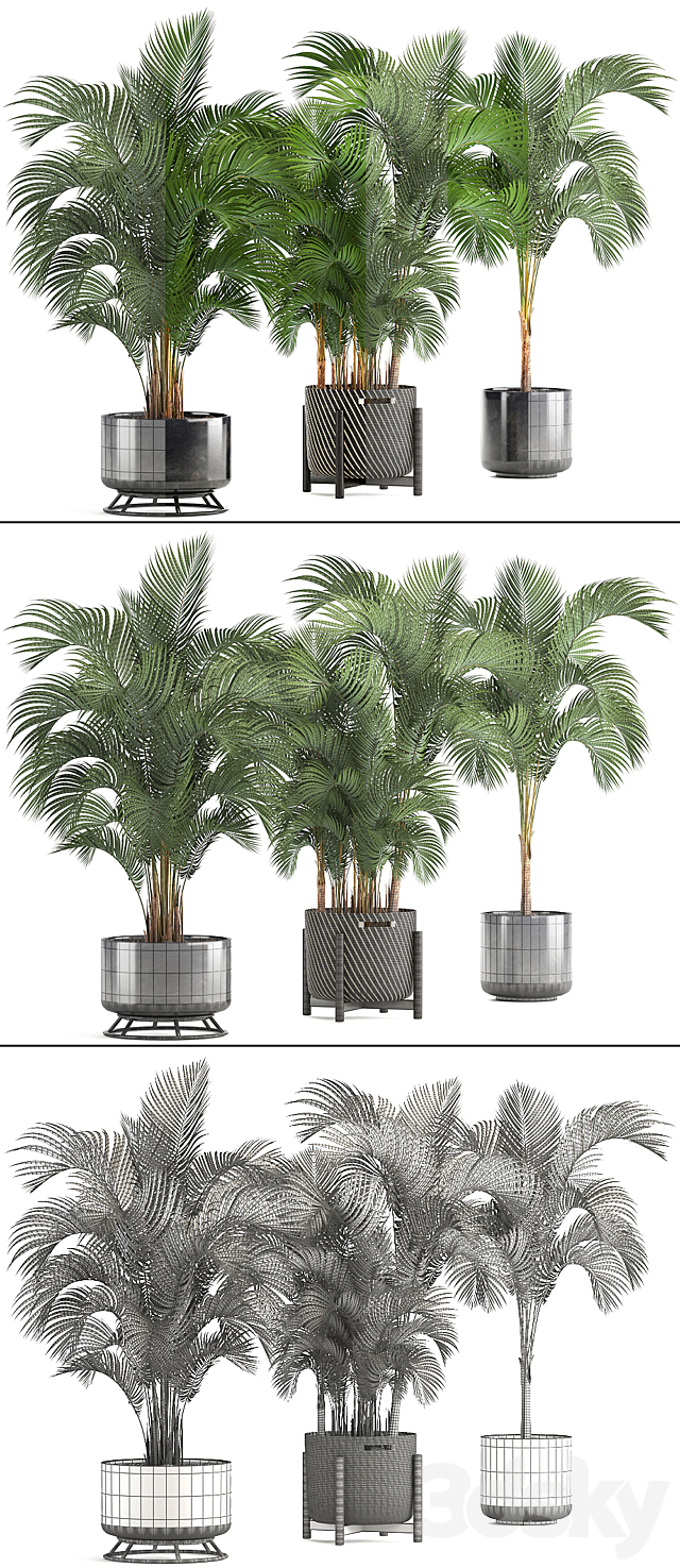 Collection of plants Howea forsteriana 217. Indoor palm. hovea. basket. black flowerpot. bushes. pot 3DSMax File - thumbnail 3