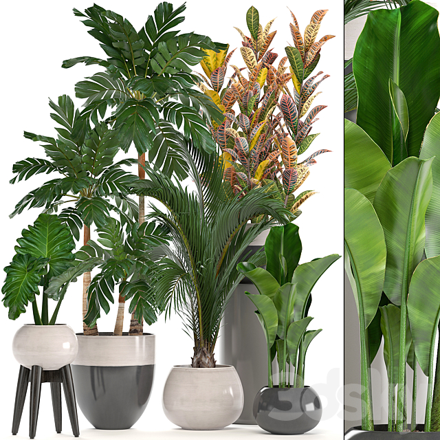 Collection of plants. Hamedorea. banana. croton. alocasia. flowerpot. indoor plants. palm 3DSMax File - thumbnail 1