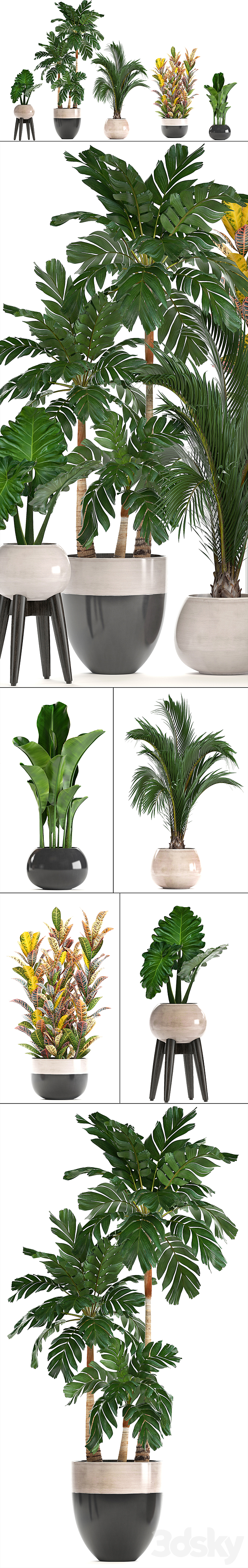 Collection of plants. Hamedorea. banana. croton. alocasia. flowerpot. indoor plants. palm 3DSMax File - thumbnail 2