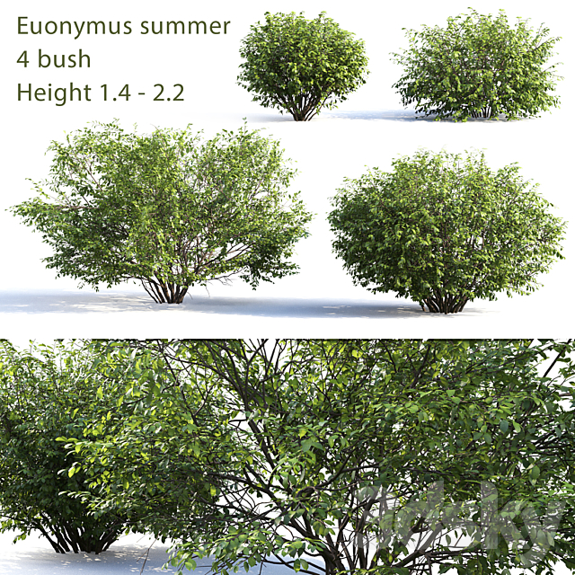 Euonymus # 4 (Summer) 3DSMax File - thumbnail 1