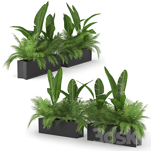 Flowerbed Palm Two 3DSMax File - thumbnail 1