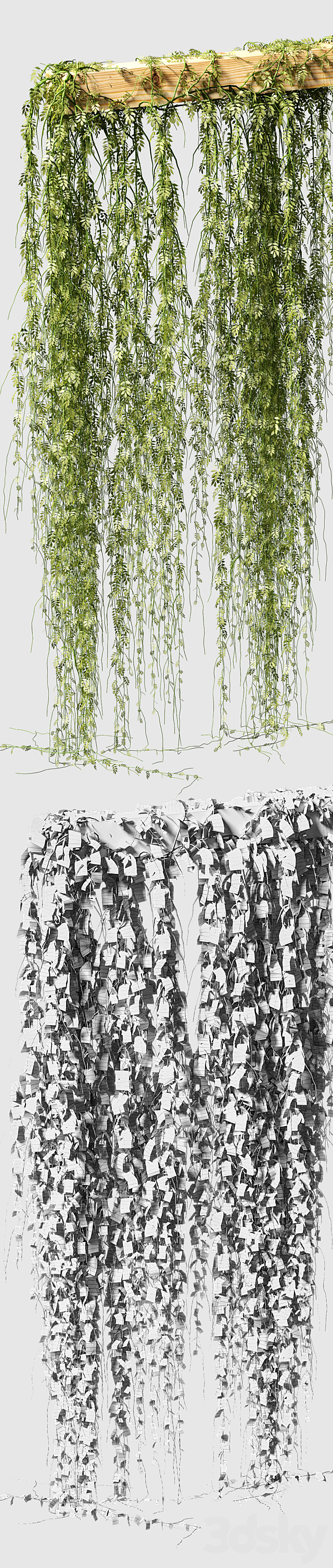Septum from the leaves of the plant 3d