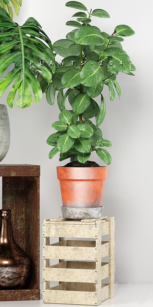 PLANTS 204 3d