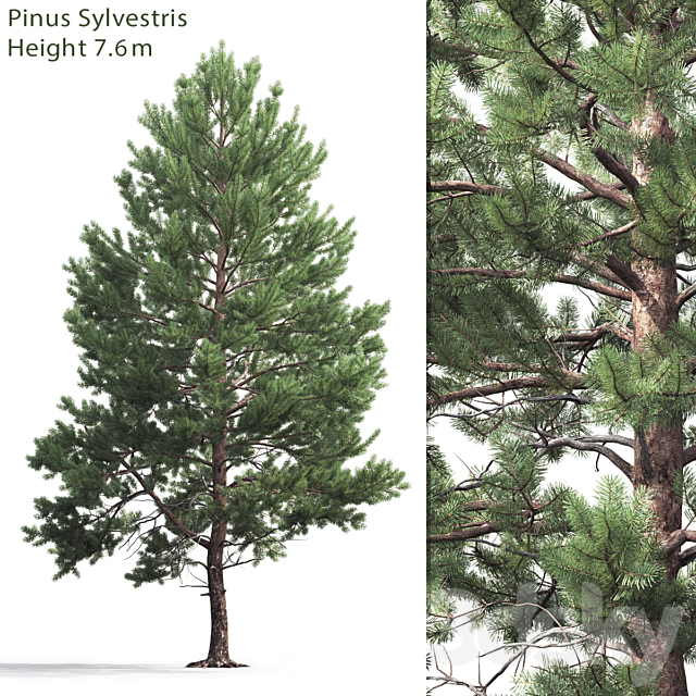 Pine 3DSMax File - thumbnail 1