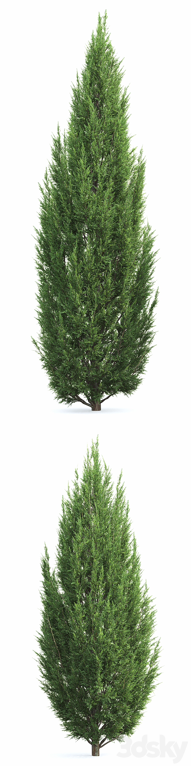 Juniperus 3d