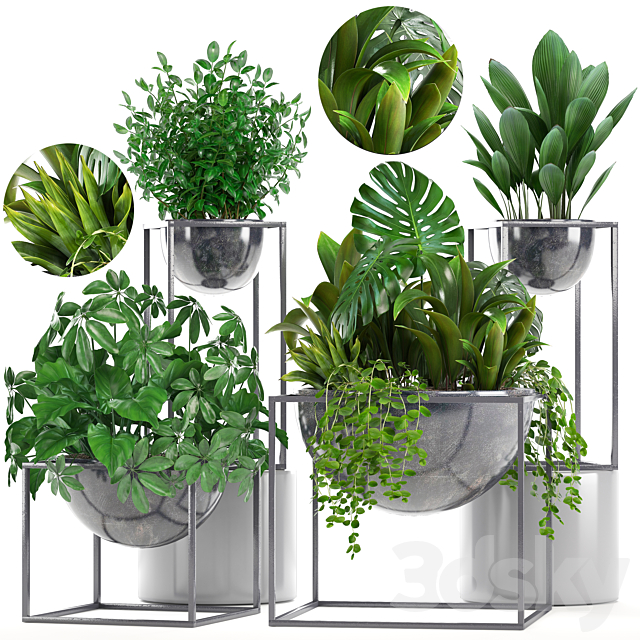 Collection of plants. Schefflera. Tradescantia. black flowerpot. loft. indoor plants. bushes 3DSMax File - thumbnail 1