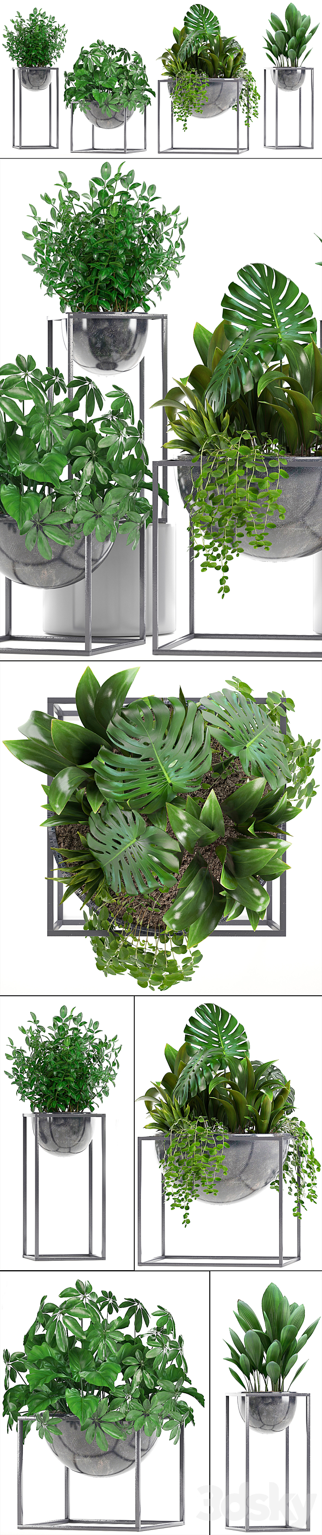 Collection of plants. Schefflera. Tradescantia. black flowerpot. loft. indoor plants. bushes 3DSMax File - thumbnail 2