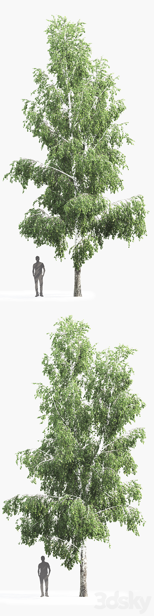 3d