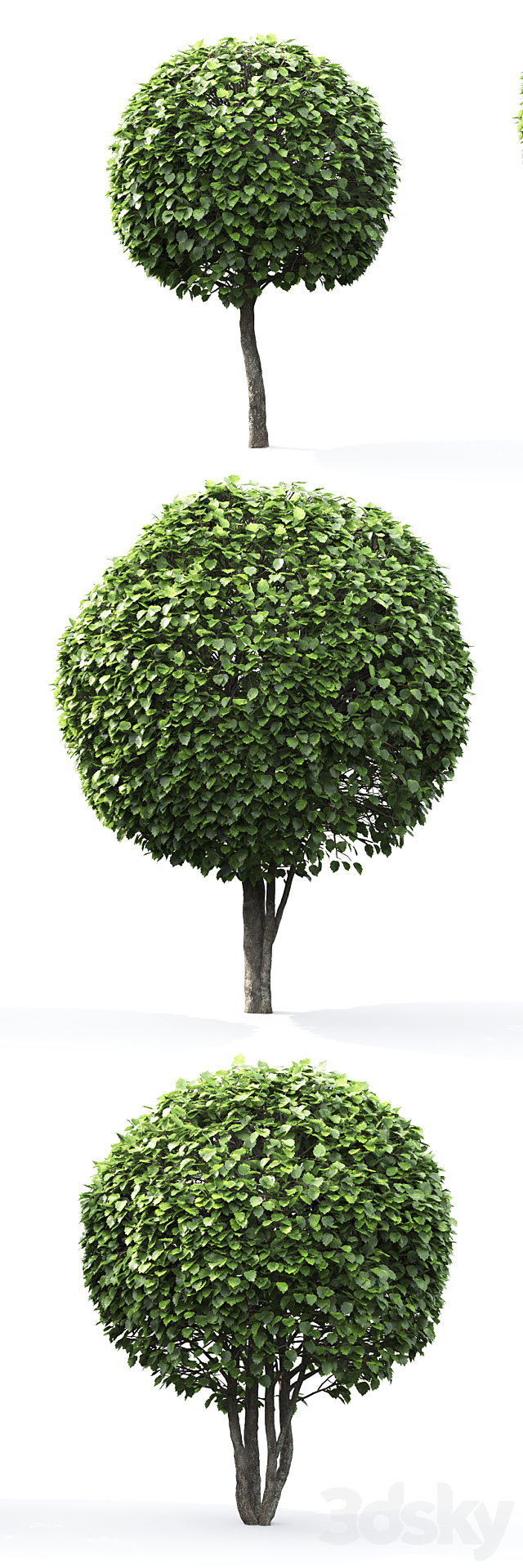 Crataegus globe # 1 3d