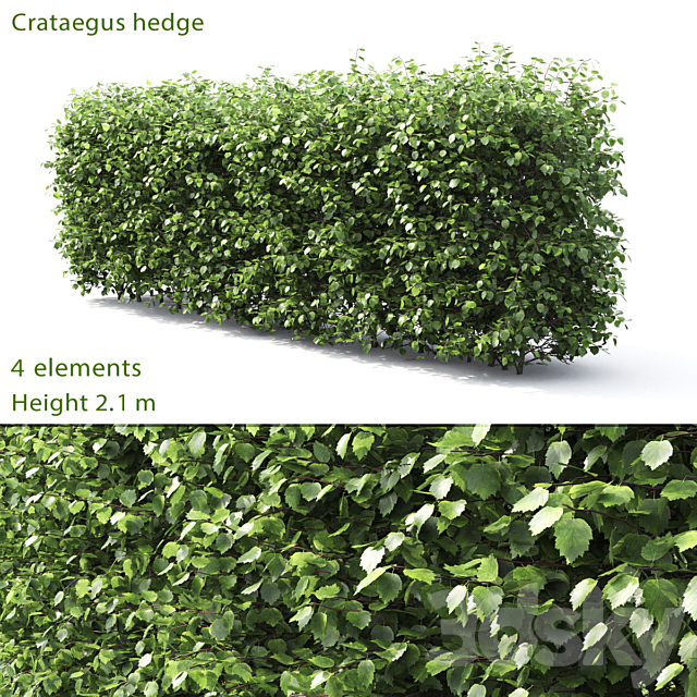 Crataegus hedge # 3 (2.1m) 3DSMax File - thumbnail 1