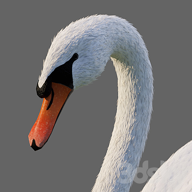 White Swan 3DSMax File - thumbnail 2