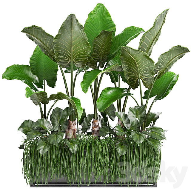 Plant collection 248. Tropical bushes. alocasia. bushes. succulents. pot. flowerpot. Rhipsalis. flowerpot. strelitzia. jungle. bushes 3DSMax File - thumbnail 1