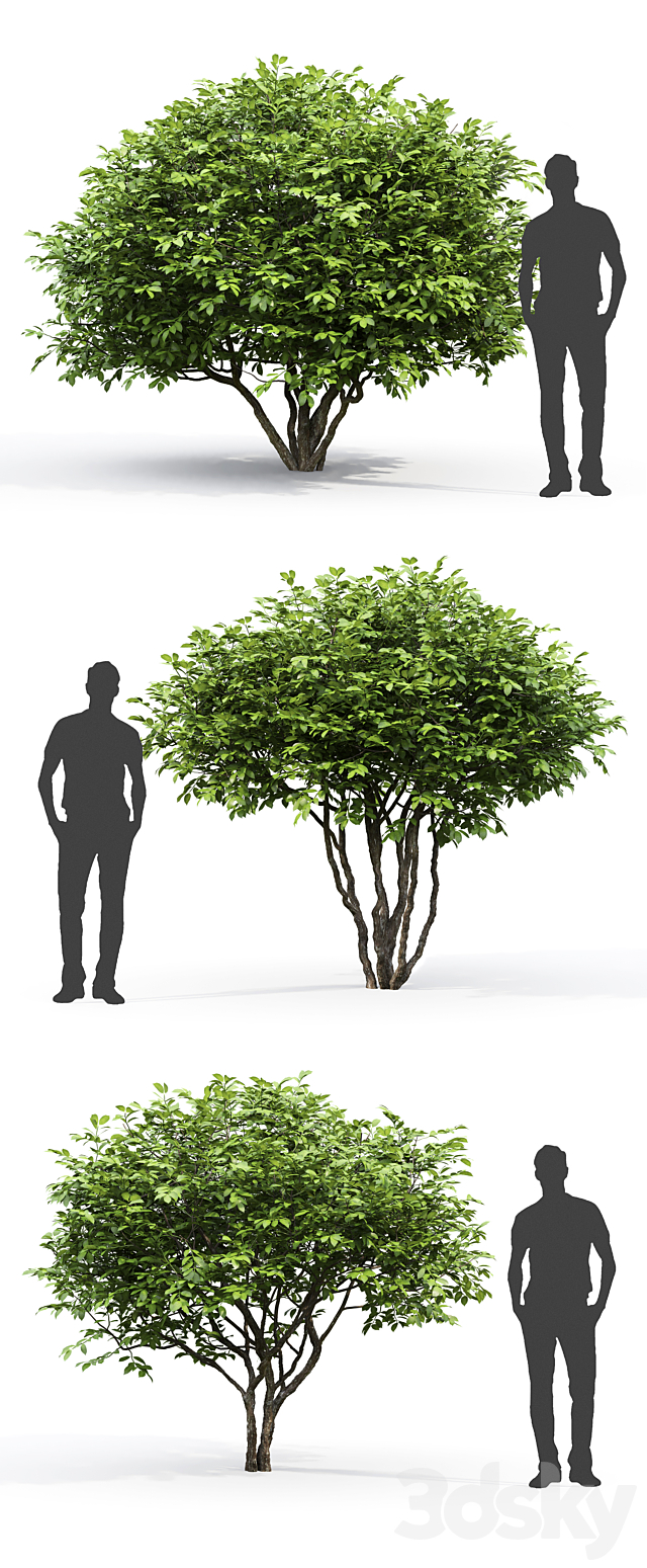Euonymus 3d