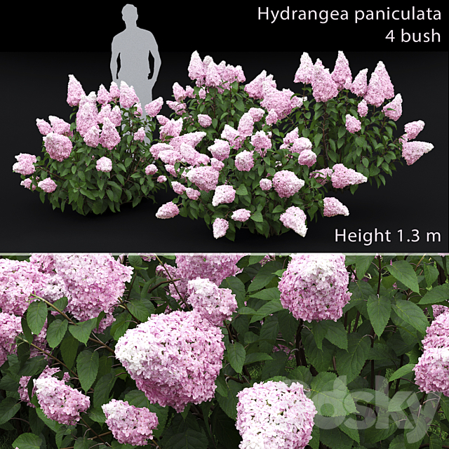 Hydrangea paniculata 3DSMax File - thumbnail 1